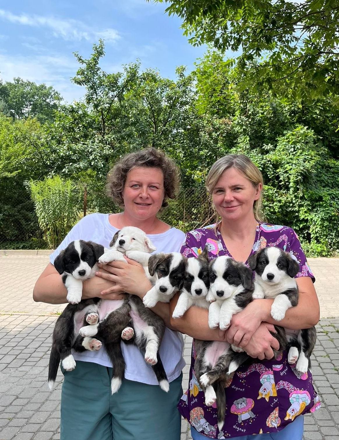 Hodowczyni oraz Pani weterynarz trzymające gromadkę słodkich szczeniaków rasy welsh corgi cardigan po pomyślnej kontroli weterynaryjnej.