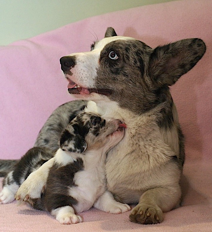 Suczka rasy welsh corgi cardigan o umaszczeniu merle ze swoim szczeniakiem przytulonym do jej szyi.