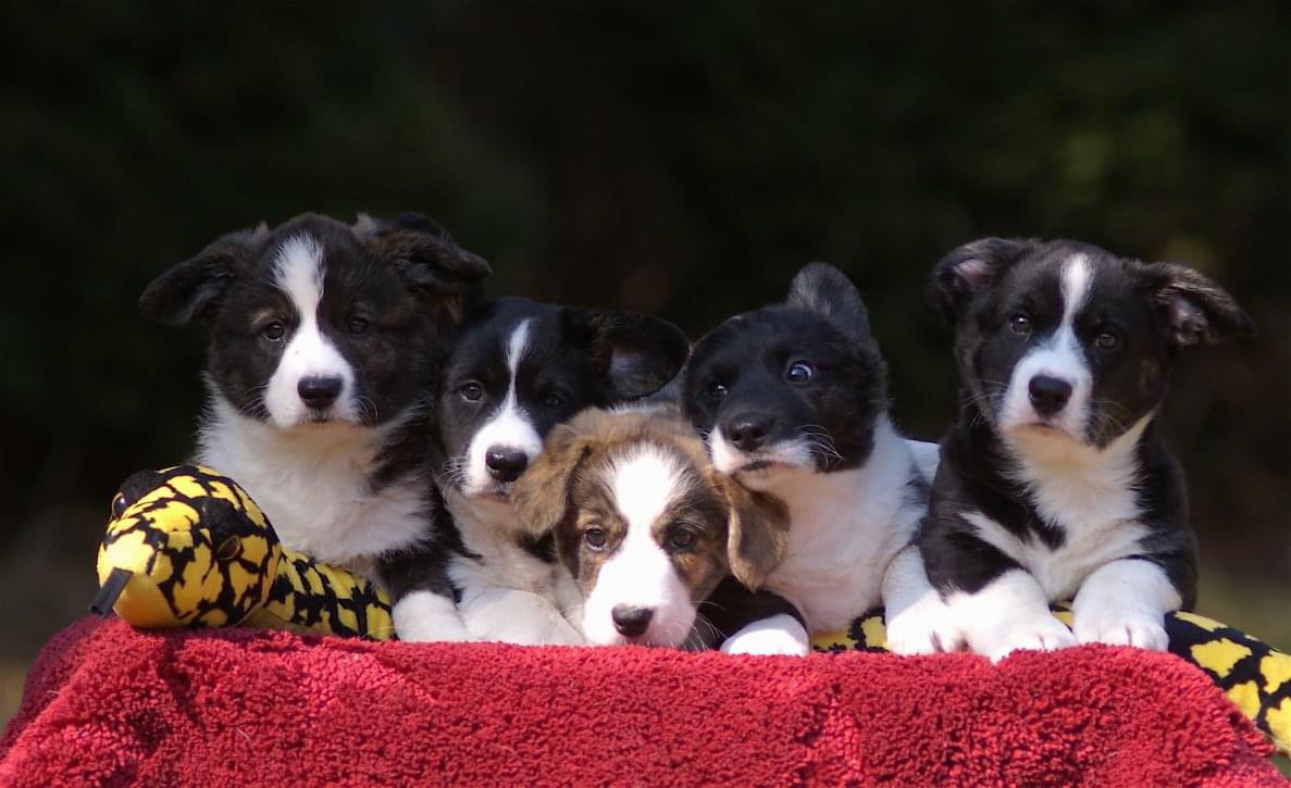 Szczenięta rasy Welsh Corgi Cardigan na czerwonym dywanie w trakcie sesji zdjęciowej, co demonstruje piękno i wdzięk młodych psów.