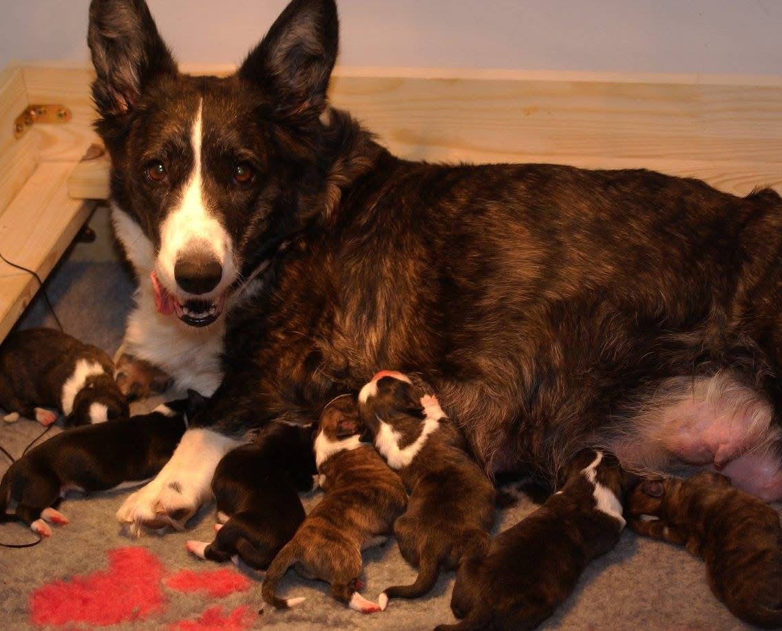 Matka z szczeniętami rasy Welsh Corgi Cardigan, pokazująca rodzinną atmosferę i troskę o prawidłowy rozwój młodych.