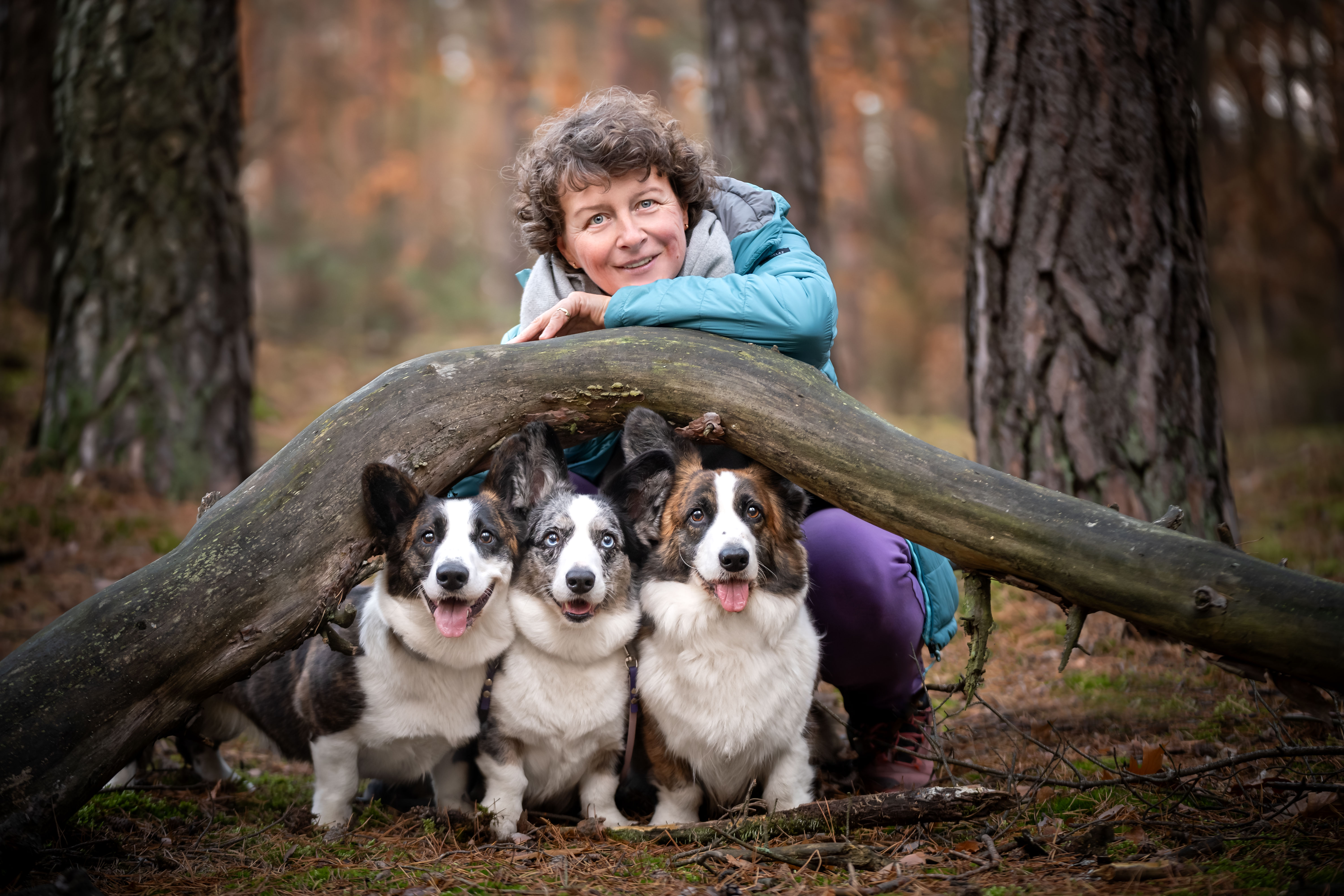 Petsitter z Warszawy na spacerze ze swoimi trzema psami rasy welsh corgi cardigan.