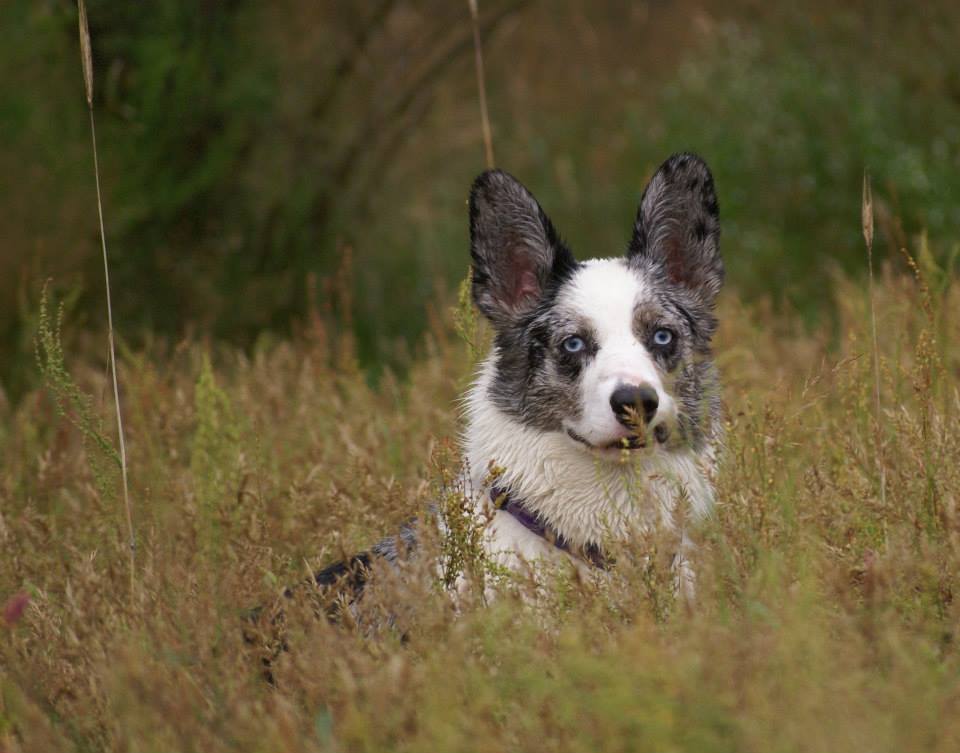 Pies rasy welsh corgi cardigan o wyjątkowym umaszczeniu blue merle na spacerze w wysokiej trawie.