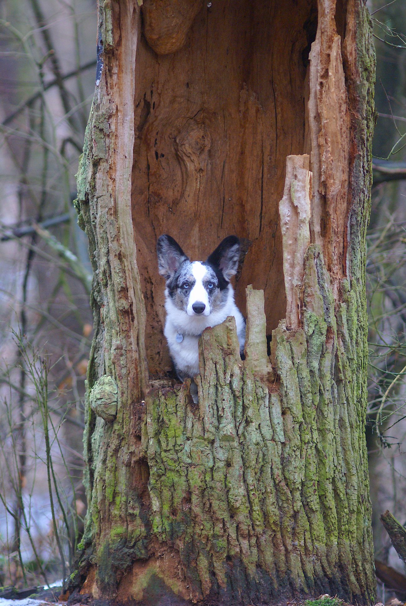 Mały pies rasy Welsh Corgi Cardigan kryjący się w pniu drzewa, co uwydatnia ich ciekawość i zwinność.