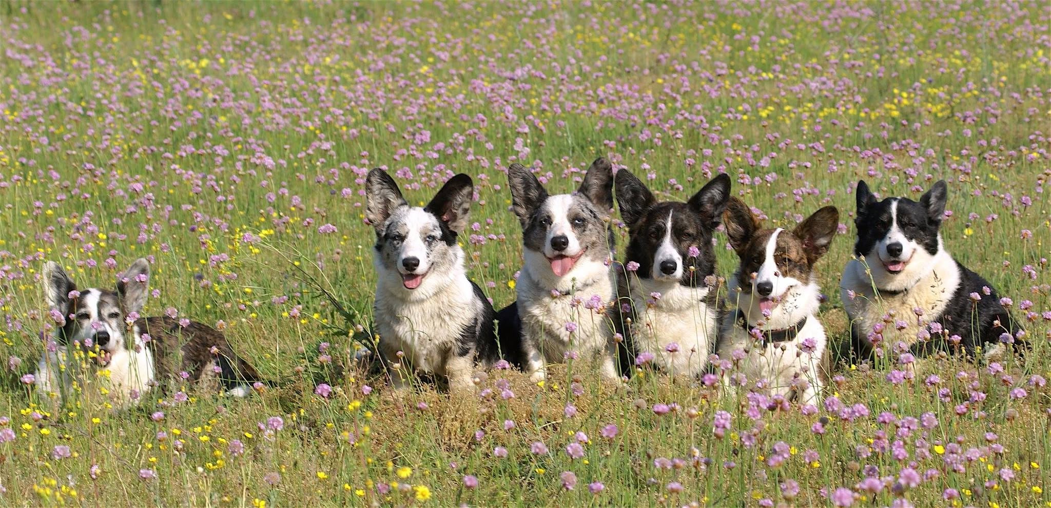 Grupa psów rasy welsh corgi cardigan siedząca obok siebie na kwiecistej łące.