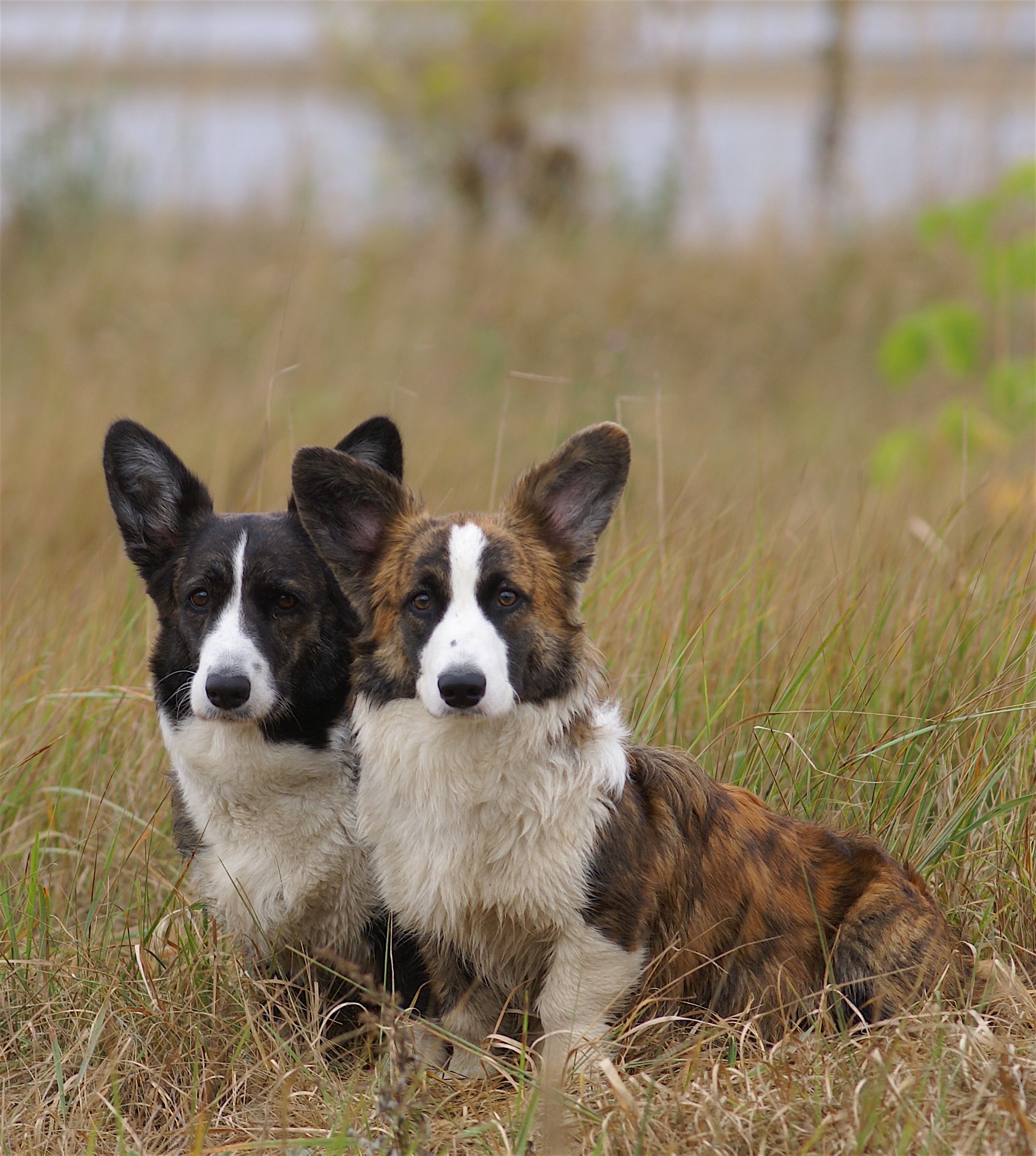 Dwa psy rasy Welsh Corgi Cardigan odpoczywające na trawie, pokazując ich spokój i zadowolenie z przebywania razem.