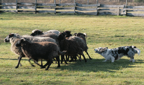 Pies rasy welsh corgi cardigan zaganiający owcę.