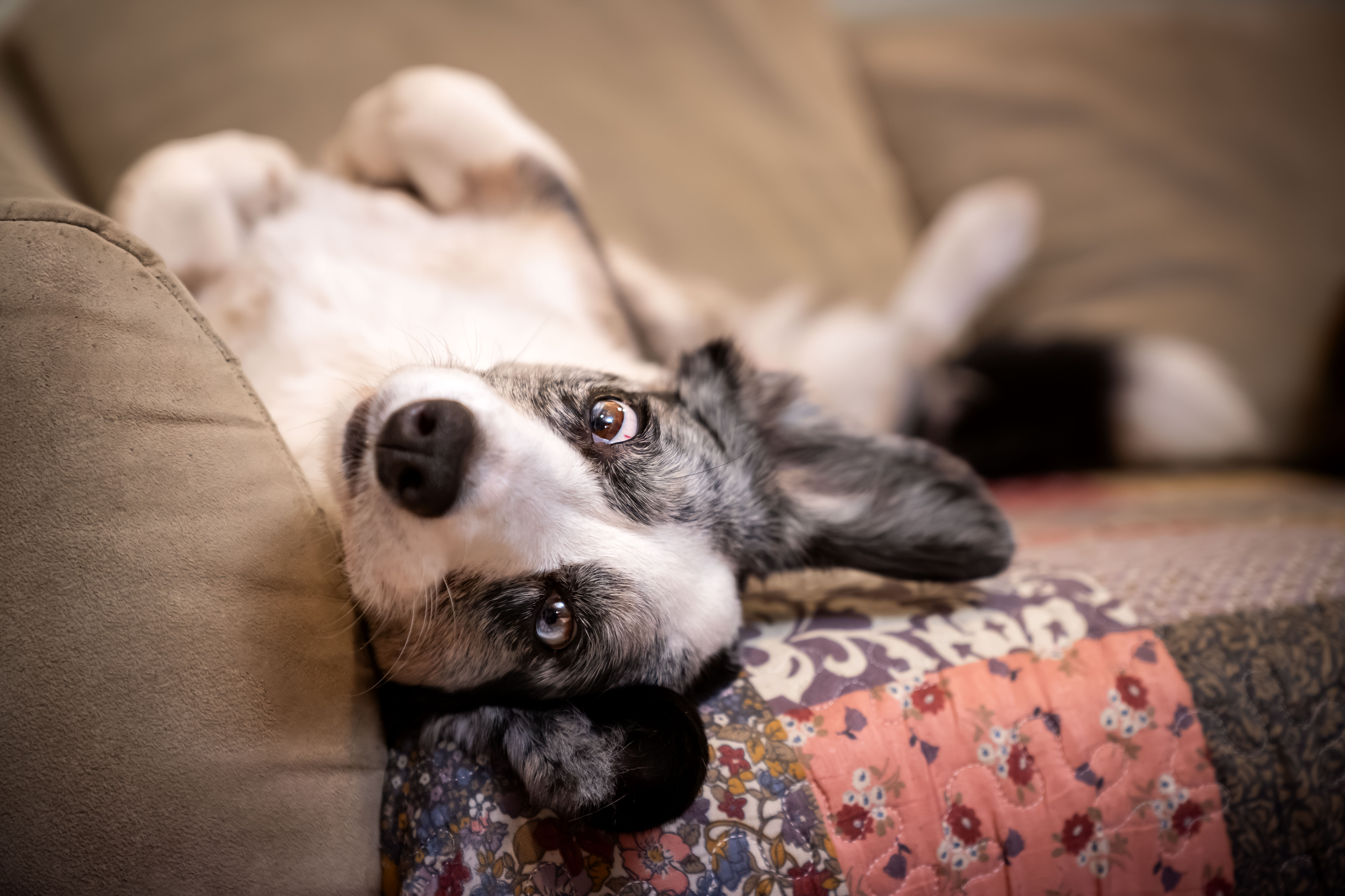 Pies rasy welsh corgi cardigan o umaszczeniu blue merle relaksujący się na kanapie w domu, oferując wgląd w usługi opieki domowej petsittera w Warszawie.