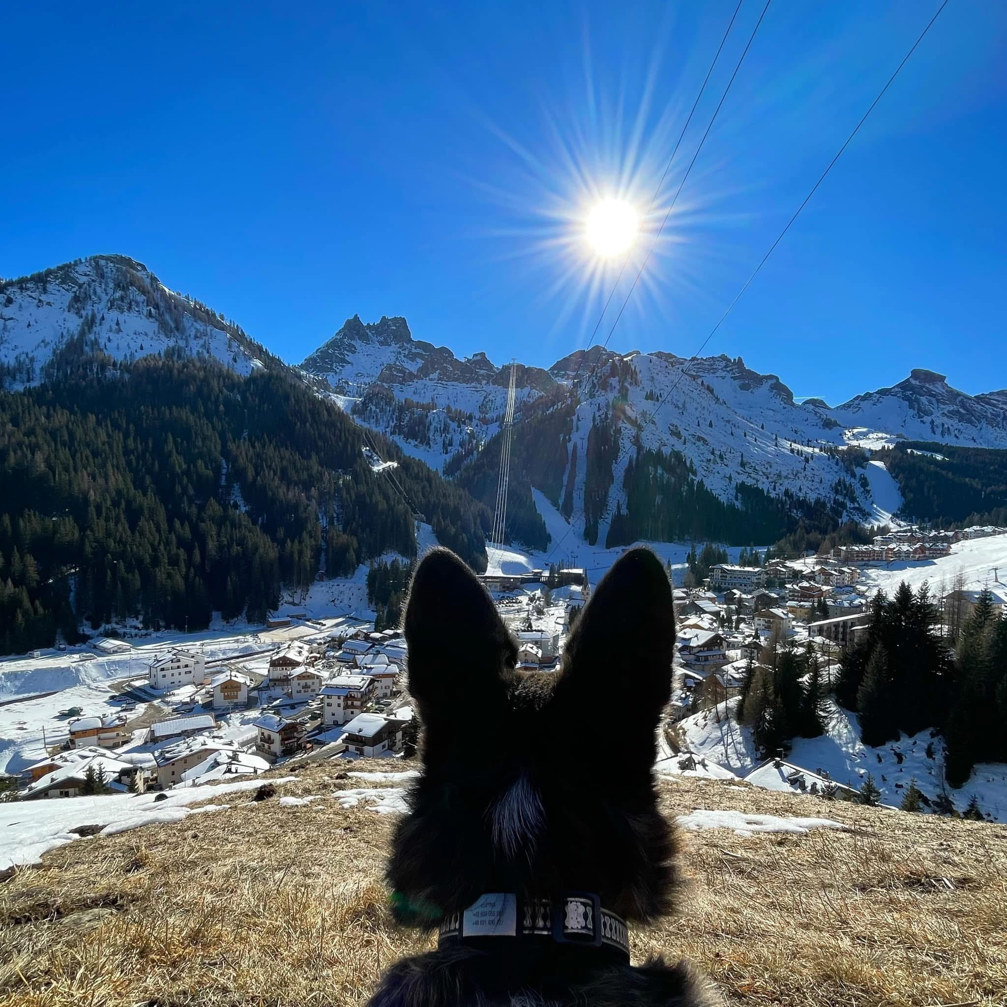 Pies rasy border collie podziwiający widok na górski krajobraz, ilustrujący usługi transportu petsittera do różnych miejsc, w tym na wycieczki i wydarzenia.