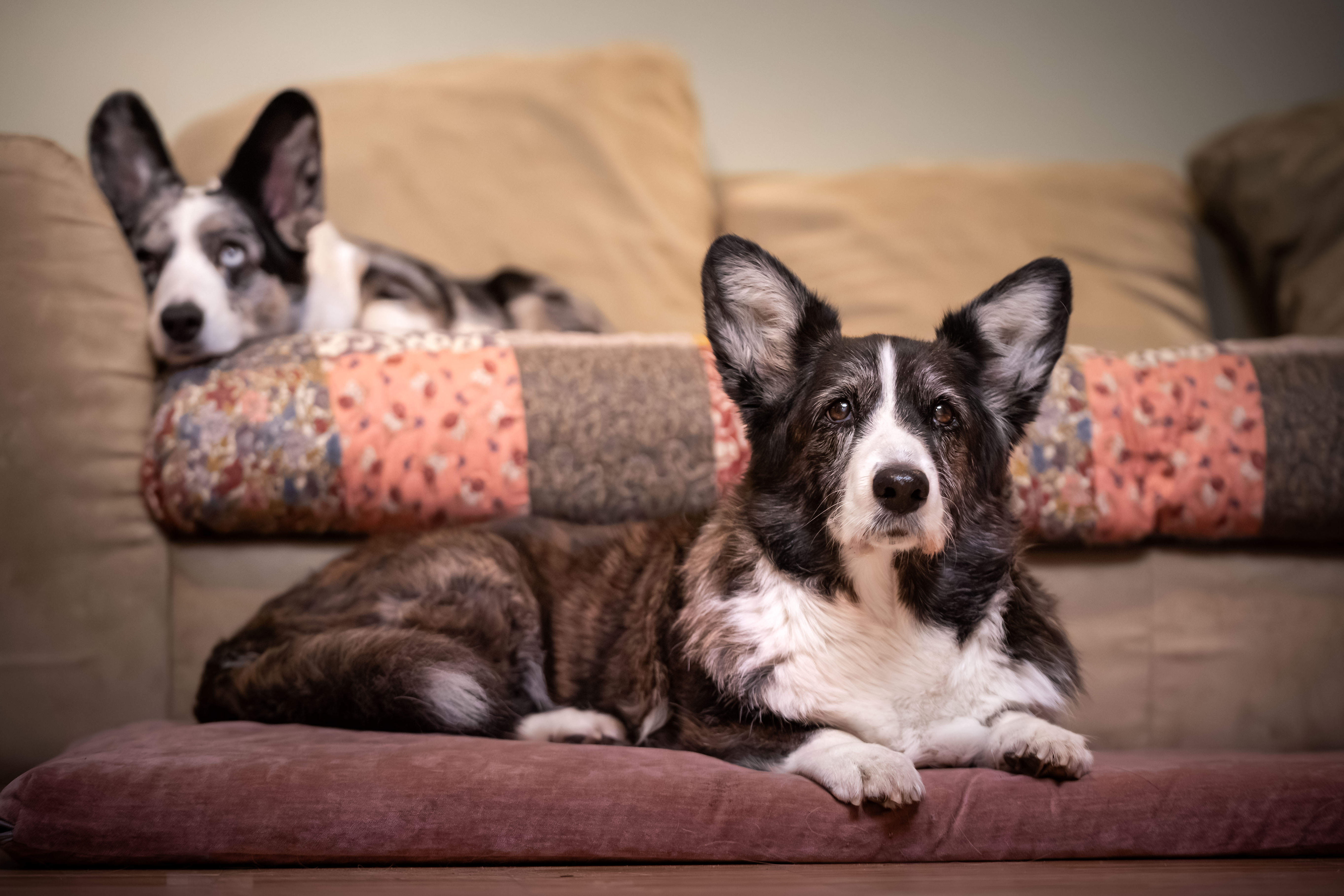 Starszy pies rasy welsh corgi cardigan leżący na kanapie z widoczną siwizną i lojalnym spojrzeniem.