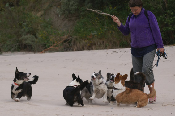 Grupa psów rasy Welsh Corgi Cardigan bawiących się na plaży, z jednym z psów skaczącym do góry, demonstrująca zabawę i aktywność na świeżym powietrzu.