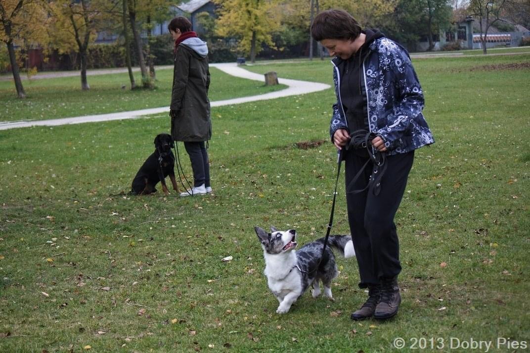 Opiekunka i Welsh Corgi na spacerze w parku, co pokazuje codzienną aktywność i zaangażowanie w fizyczne zdrowie psów.