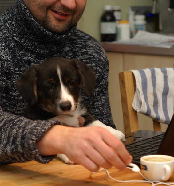 Szczeniak rasy welsh corgi cardigan siedzący na kolanach przy stole.