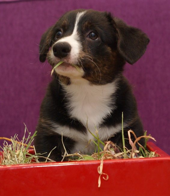 Szczenię rasy Welsh Corgi pozuje na tle różowego tła, co podkreśla urok i wdzięk młodych psów.