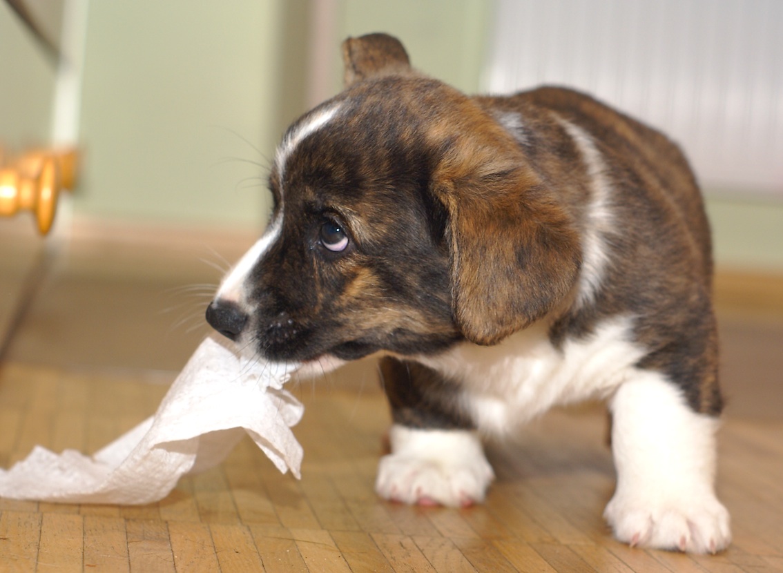 Szczenię rasy Welsh Corgi gryzie papier toaletowy, zabawnie ilustrując psoty młodych psów.