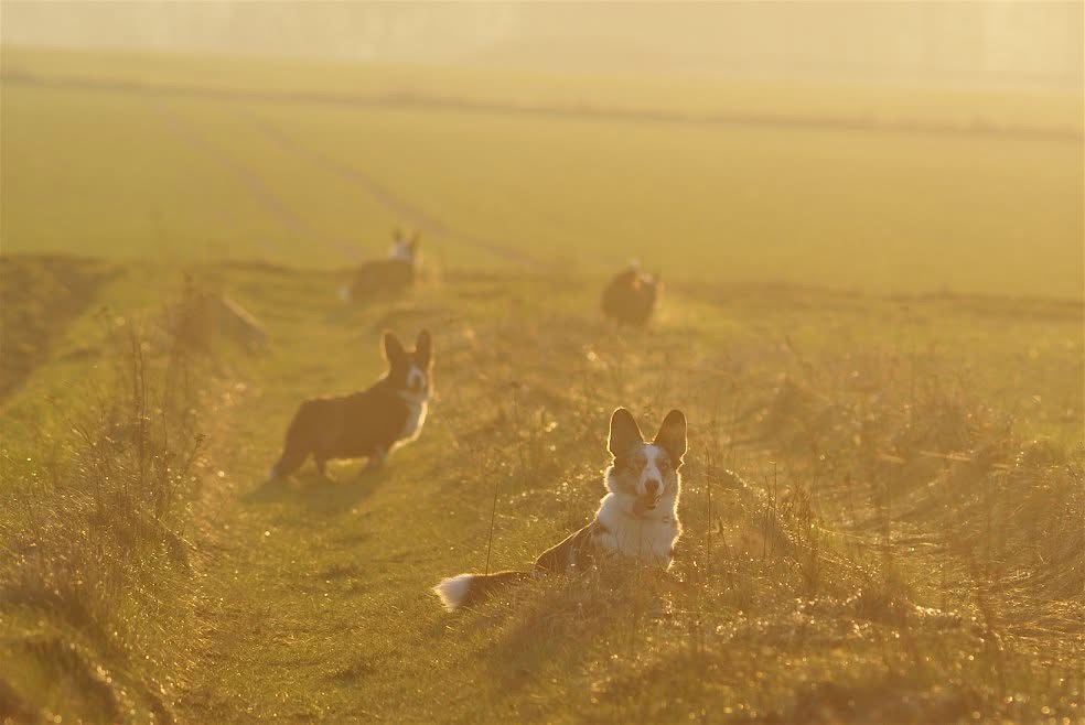 Psy rasy Welsh Corgi Cardigan odpoczywające na polu o zachodzie słońca, co oddaje spokojne i relaksujące chwile spędzone na zewnątrz.