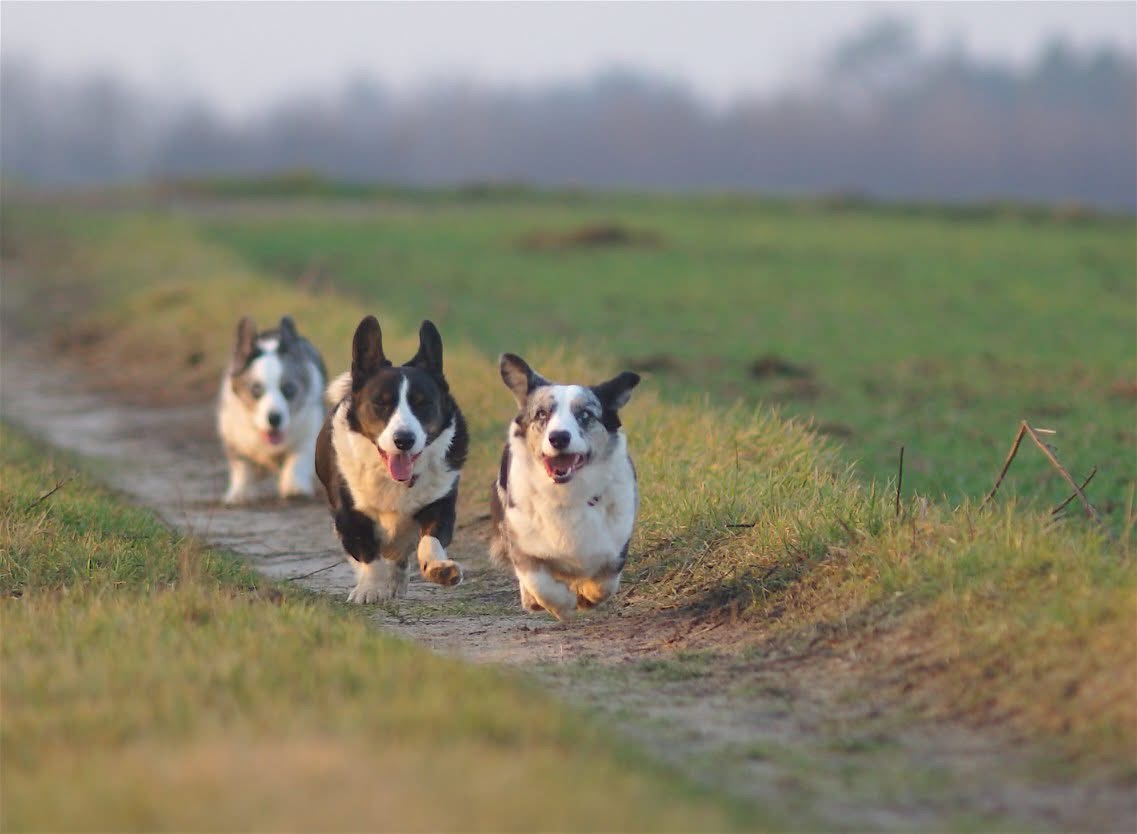 Trzy psy rasy Welsh Corgi Cardigan biegnące radośnie ścieżką polną, co pokazuje ich energię i radość z aktywności na świeżym powietrzu.