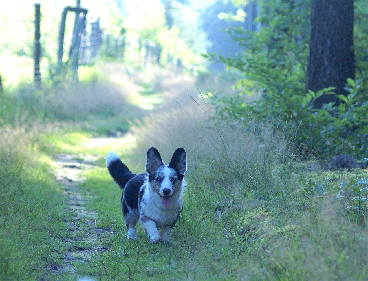 Pies rasy Welsh Corgi Cardigan biegnący ścieżką leśną, co podkreśla ich zwinność i zamiłowanie do przygód w terenie.