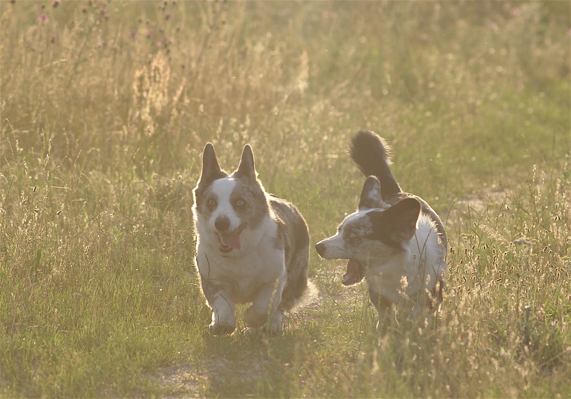 Grupa psów rasy Welsh Corgi Cardigan na spacerze przez kwieciste pola, demonstrująca ich zgodność z naturą i radość z aktywności na łonie natury.