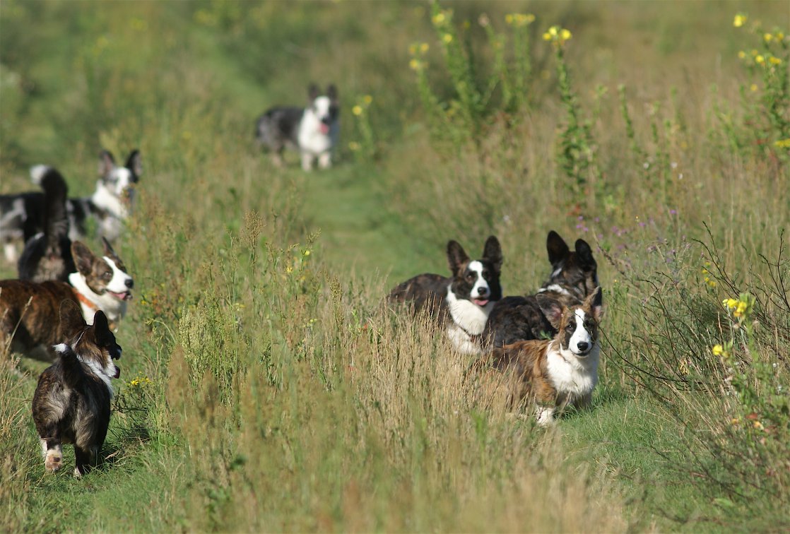 Psy rasy Welsh Corgi Cardigan na spacerze wśród dzikich kwiatów i traw, co ilustruje ich aktywność w pięknych, naturalnych sceneriach.