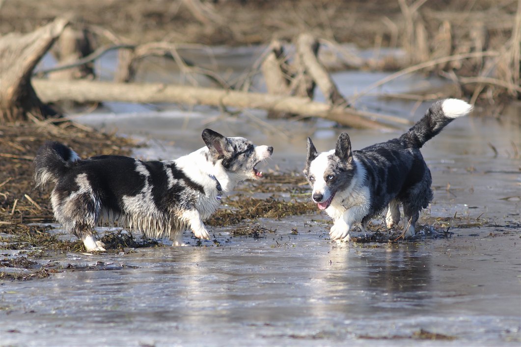 Dwa psy rasy welsh corgi cardigan bawią się w błotnistej wodzie, jeden goni drugiego.